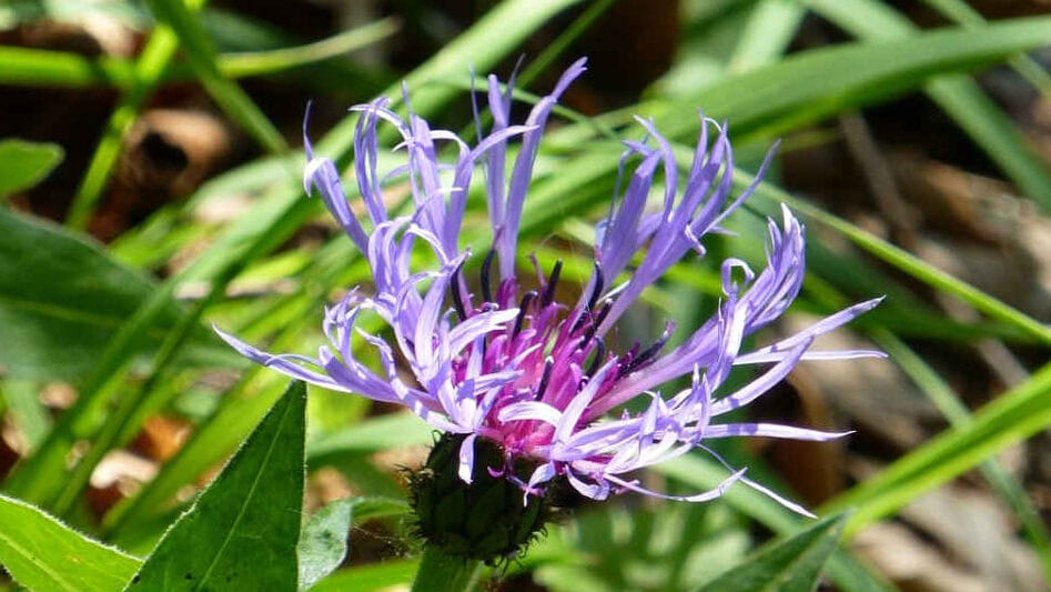 Artiglio del Diavolo: benefici e usi principali