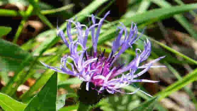 Artiglio del Diavolo: benefici e usi principali