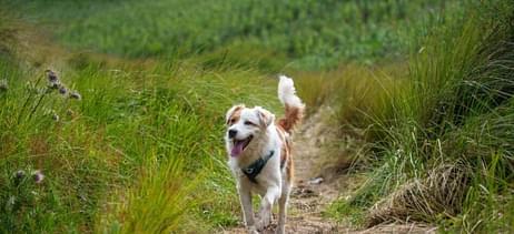CBD per cani: tutti i benefici per il tuo animale