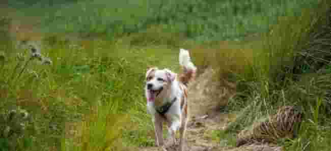 CBD per cani: tutti i benefici per il tuo animale