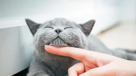 CBD per gatti: tutti i benefici per il tuo animale