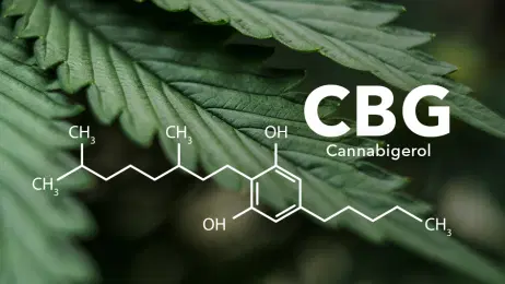 CBG: cos’è il cannabigerolo e i suoi effetti