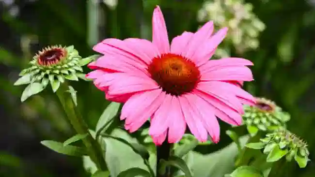 Echinacea: proprietà, controindicazioni e utilizzo