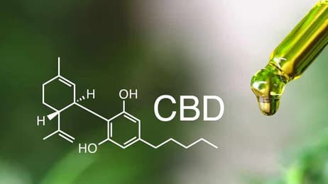 Il CBD è legale in Italia? Normativa e limiti