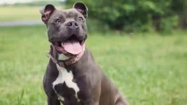 Il tuo cane soffre spesso di diarrea? Potrebbe trattarsi di Giardia