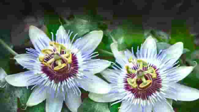 Passiflora: proprietà e benefici di un uso sicuro