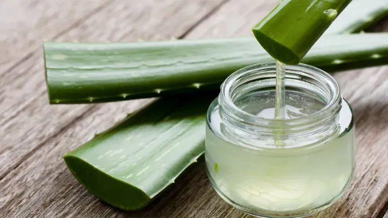 Succo di aloe vera da bere: benefici, utilizzo e controindicazioni