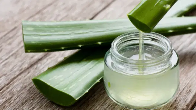 Succo di aloe vera da bere: benefici, utilizzo e controindicazioni