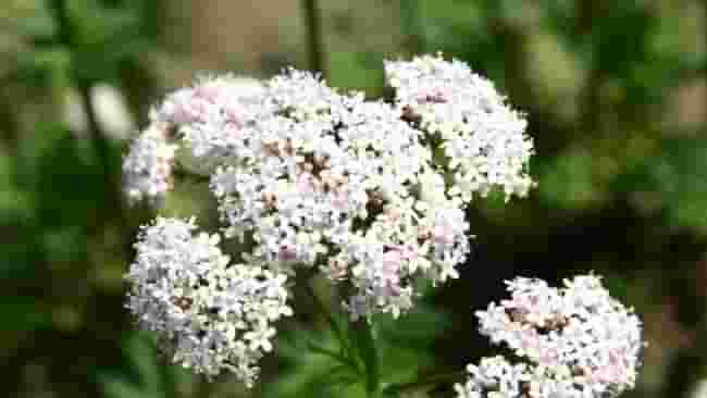Proprietà e benefici della valeriana per il sonno