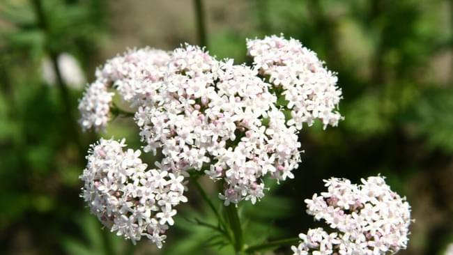 Proprietà e benefici della valeriana per il sonno