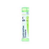 LACHNANTHES TINCTORIA (BOIRON)*80 granuli 5 CH contenitore multidose 4G