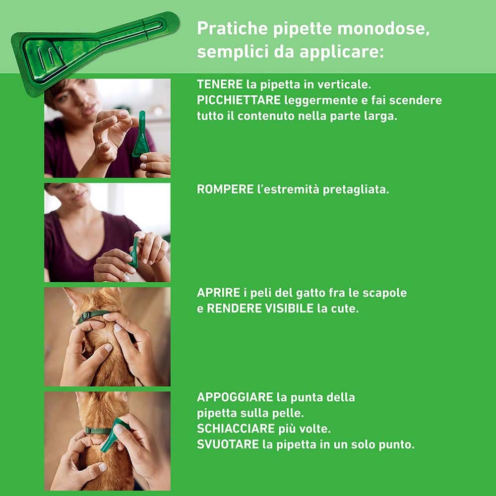 Frontline Combo Gatti x6 Pipette, Antiparassitario per Gatti, Gattini e Furetti, Contro Pulci, Zecche, Uova, Larve e Pidocchi 