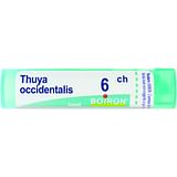 THUYA OCCIDENT 6CH GRANULI 4G