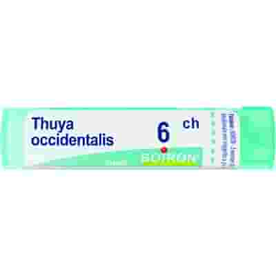THUYA OCCIDENT 6CH GRANULI 4G