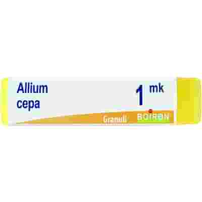 ALLIUM CEPA MK GLOBULI 1G