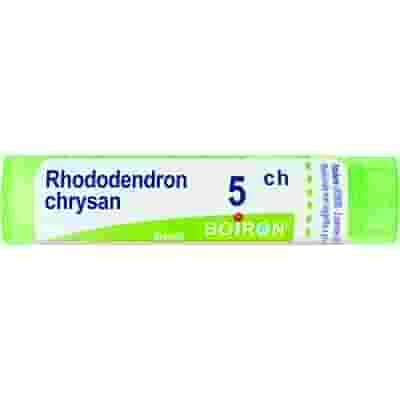 RHODODENDRON CHRYSAN 5CH GRANULI 4G
