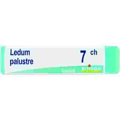 LEDUM PALUSTRE 7CH GLOBULI 1G