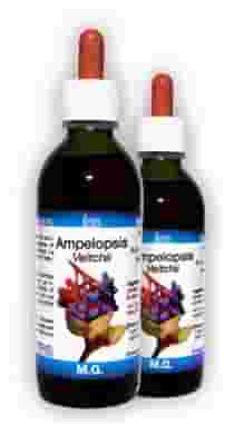 AMPELOPSIS VEITCHII MACERATO GLICERICO 50 ML