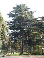 MSA CEDRUS LIBANI 50 ML MSA CEDRUS LIBANI 50 ML