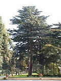 MSA CEDRUS LIBANI 50 ML