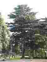 MSA CEDRUS LIBANI 50 ML