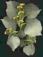 MSA TILIA TOMENTOSA 50 ML