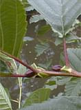 MSA ALNUS GLUTINOSA 50 ML