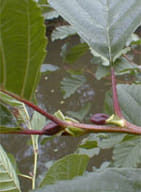 MSA ALNUS GLUTINOSA 50 ML