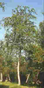 MSA BETULA PUBESCENS 50 ML