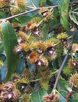 Msa Castanea Vesca 50 Ml