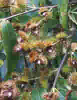 MSA CASTANEA VESCA 50 ML