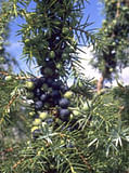 MSA JUNIPERUS COMMUN 50 ML