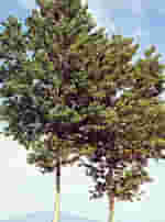 MSA POPULUS NIGRA 50 ML