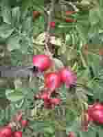 MSA ROSA CANINA 50 ML