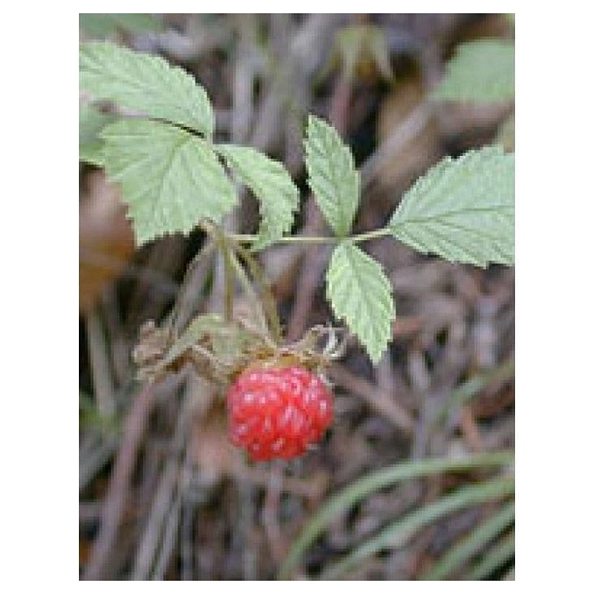 Msa Rubus Idaeus 50 Ml