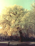 MSA ULMUS CAMPESTRIS 50 ML