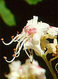 MSA AESCULUS HIPPOCA 50 ML