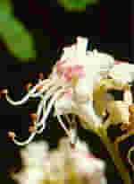 MSA AESCULUS HIPPOCA 50 ML
