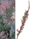 MSA TAMARIX GALLICA 50 ML