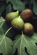 Macerato Gemmoderivato MSA Ficus Carica 50ml