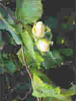 MSA CORYLUS AVELLANA 50 ML