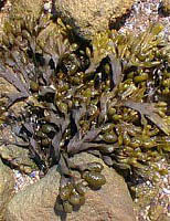 Tsa Fucus Vesiculosus 50 Ml