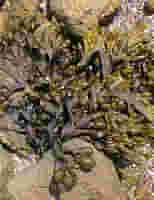 TSA FUCUS VESICULOSUS 50 ML