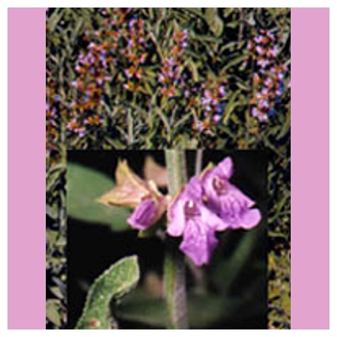 Tsa Salvia Officinalis 50 Ml