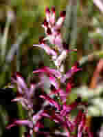 TSA FUMARIA OFFICINALIS 50 ML