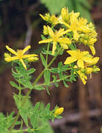 TSA HIPERICUM PERFORATUM 50 ML