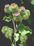 TSA ARCTIUM LAPPA 50 ML