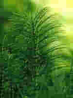 TSA EQUISETUM ARVENSE 50 ML