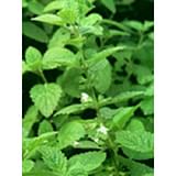 TSA MELISSA OFFICINALIS 50 ML
