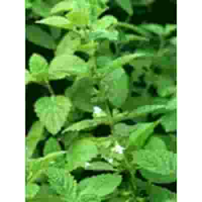 TSA MELISSA OFFICINALIS 50 ML